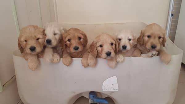 Groodle Puppies
